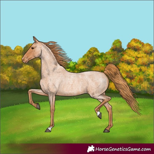 Horse Color:Red Roan Appaloosa