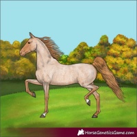 Horse Color:Red Roan Appaloosa