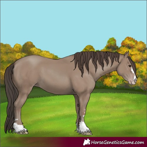 Horse Color:Classic Champagne 
