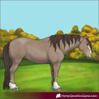 Horse Color:Classic Champagne