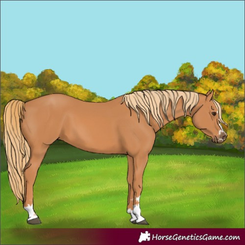Horse Color:Chestnut 
