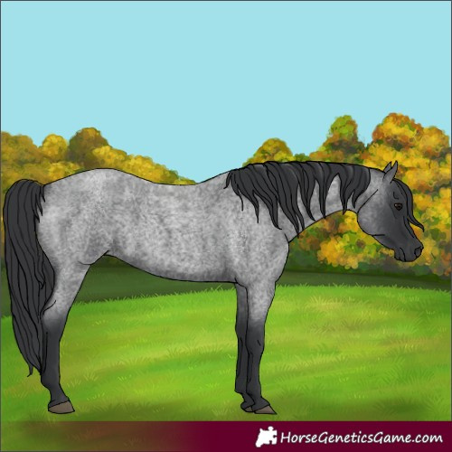 Horse Color:Blue Roan 