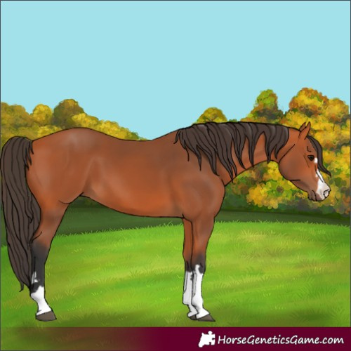 Horse Color:Bay 