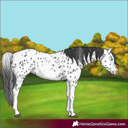 Horse Color:White Spotted Black Splash Tobiano Frame Appaloosa 