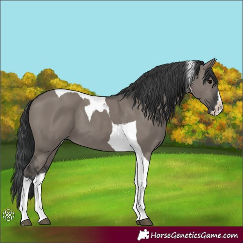 Horse Color:Unknown 