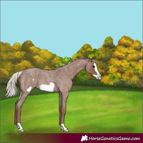 Horse Color:Silver Blue Roan Frame 