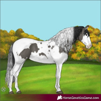 Horse Color:Unknown 