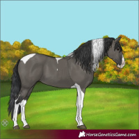Horse Color:Unknown 