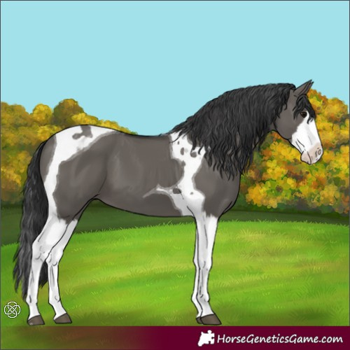 Horse Color:Unknown 