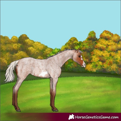 Horse Color:Silver Bay Roan Frame 