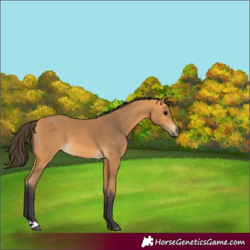 Horse Color:Buckskin 