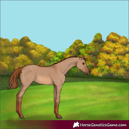 Horse Color:Red Dun 