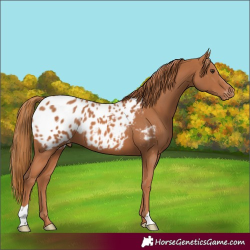 Horse Color:Chestnut Blanket 