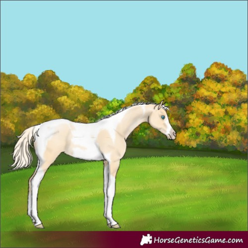 Horse Color:Palomino Pearl Tobiano Frame 