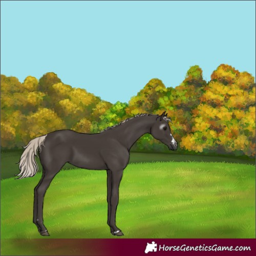 Horse Color:Gray Silver Black 