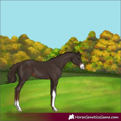 Horse Color:Liver Chestnut Sabino