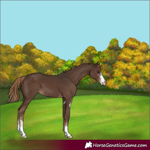 Horse Color:Liver Chestnut Sabino