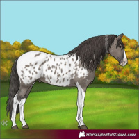 Horse Color:Unknown 
