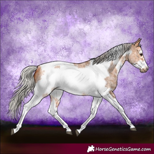 Horse Color:Silver Bay Dun Sabino Tobiano Frame Rabicano