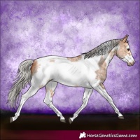 Horse Color:Silver Bay Dun Sabino Tobiano Frame Rabicano 