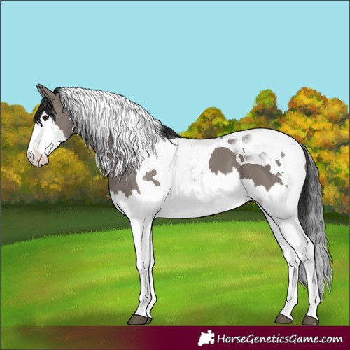 Horse Color:Grullo Splash Tobiano