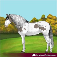 Horse Color:Grullo Splash Tobiano 