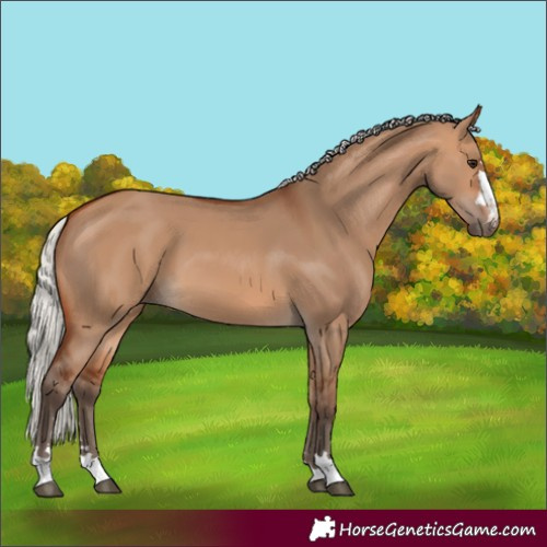 Horse Color:Silver Bay Dun 