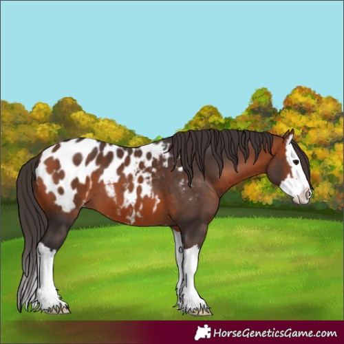 Horse Color:Bay Splash Appaloosa 