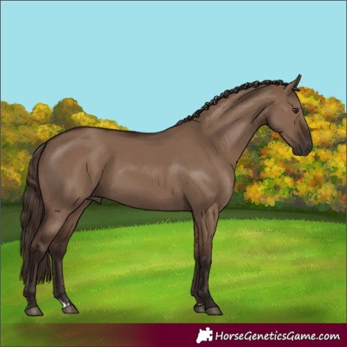 Horse Color:Liver Red Dun 