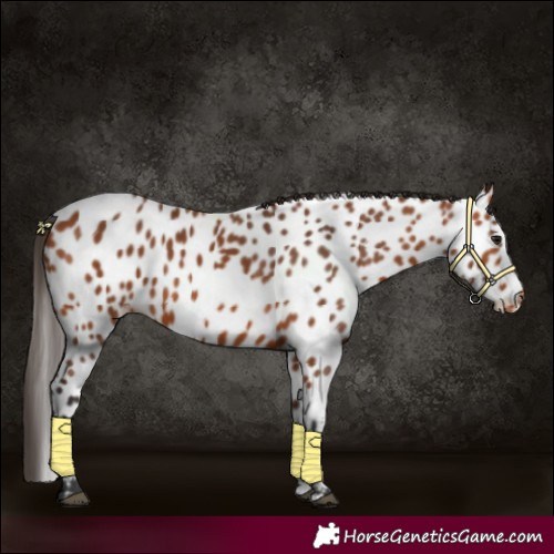 Horse Color:Bay Appaloosa 