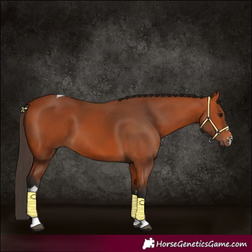 Horse Color:Bay Tobiano
