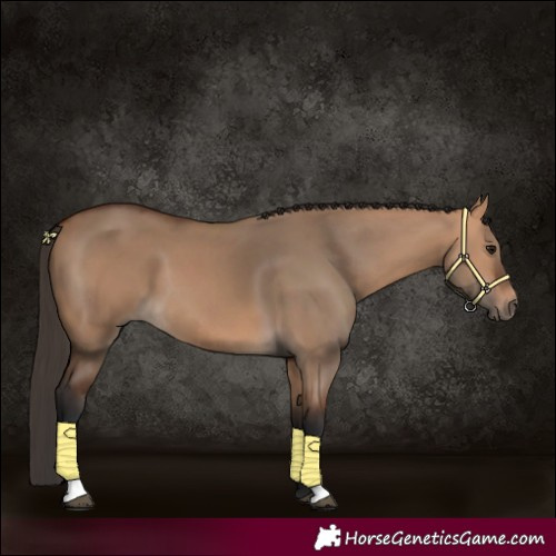 Horse Color:Bay Dun 