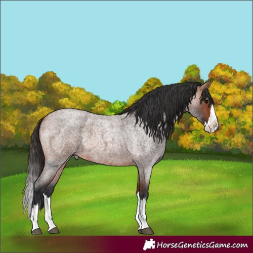 Horse Color:Bay Roan Splash Rabicano 