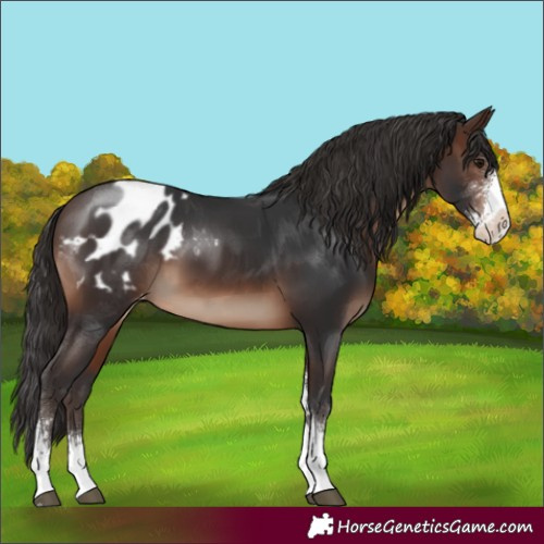 Horse Color:Brown Sabino Appaloosa 