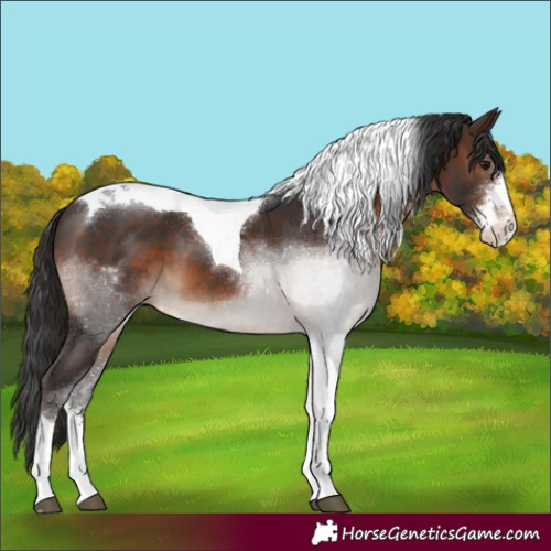 Horse Color:Brown Sabino Tobiano 