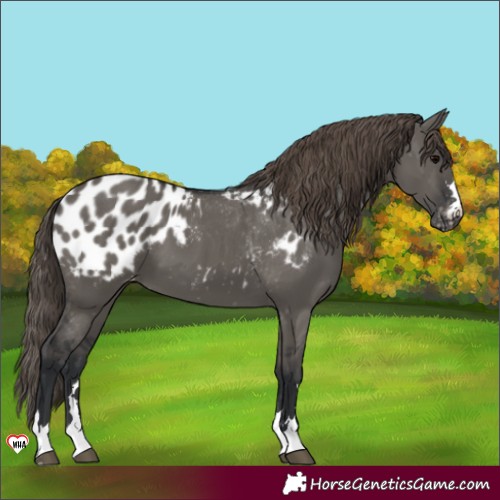 Horse Color:Grullo Appaloosa 