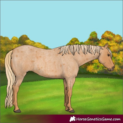 Horse Color:Red Roan 