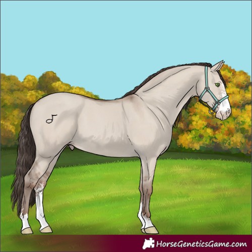 Horse Color:Classic Champagne Dun Sabino