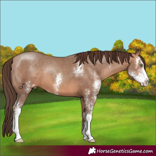 Horse Color:Sable Champagne Sabino Appaloosa