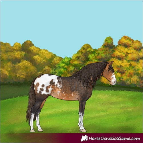 Horse Color:Buckskin Appaloosa 