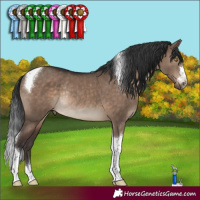 Horse Color:Brown Dun Tobiano Rabicano