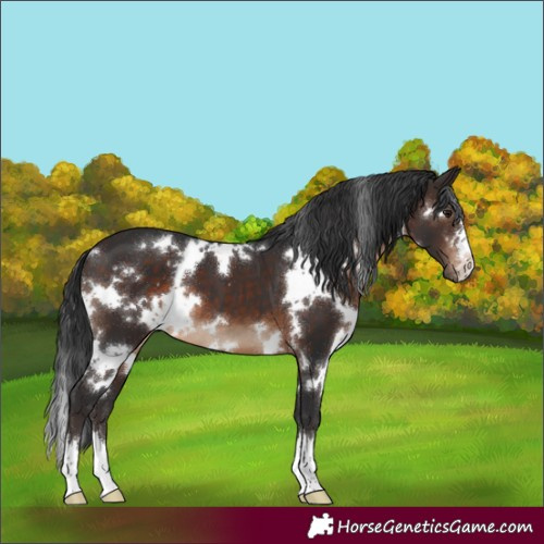 Horse Color:White Spotted Brown 