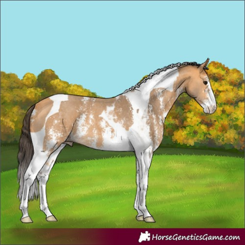 Horse Color:Buckskin Sabino Tobiano