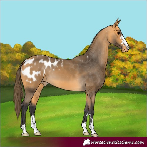 Horse Color:Buckskin Appaloosa 
