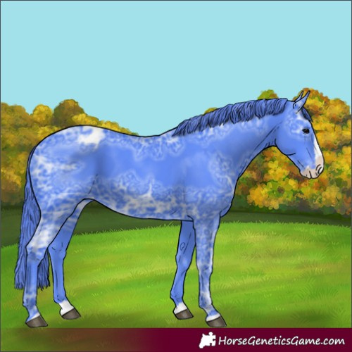 Horse Color:Watercolor Smoky Black Ice Splash Appaloosa 