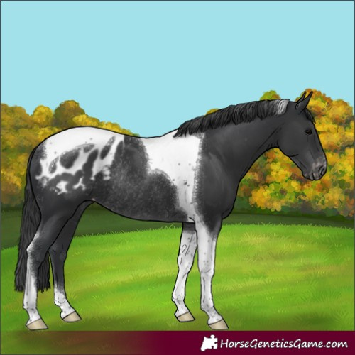Horse Color:Black Tobiano Appaloosa Rabicano