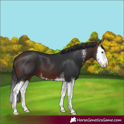 Horse Color:Brown Sabino Splash 