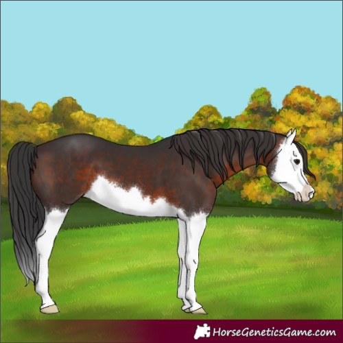 Horse Color:Brown Splash 