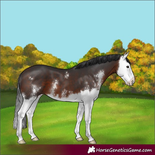 Horse Color:Brown Sabino Splash 