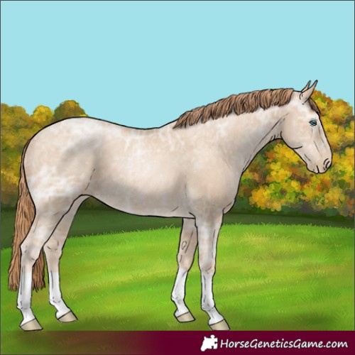 Horse Color:Buckskin Ice Pearl 